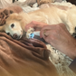Tondeuse pour Chiens avec Lumière LED – Étanche & Lame Large 18 mm